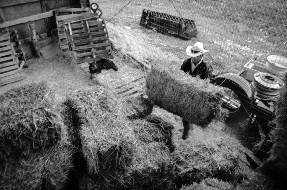  It takes a lot of hay to feed ...aper for 14 years in Arizona.Â 