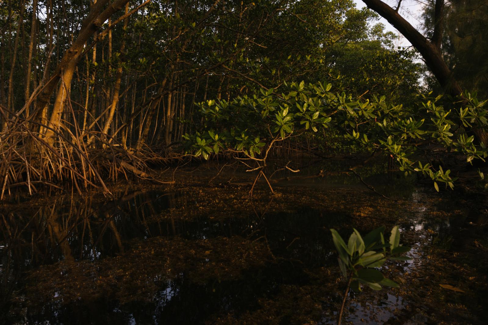 The mangrove forest at Oleta Ri...ach, Florida on July 22, 2022. 