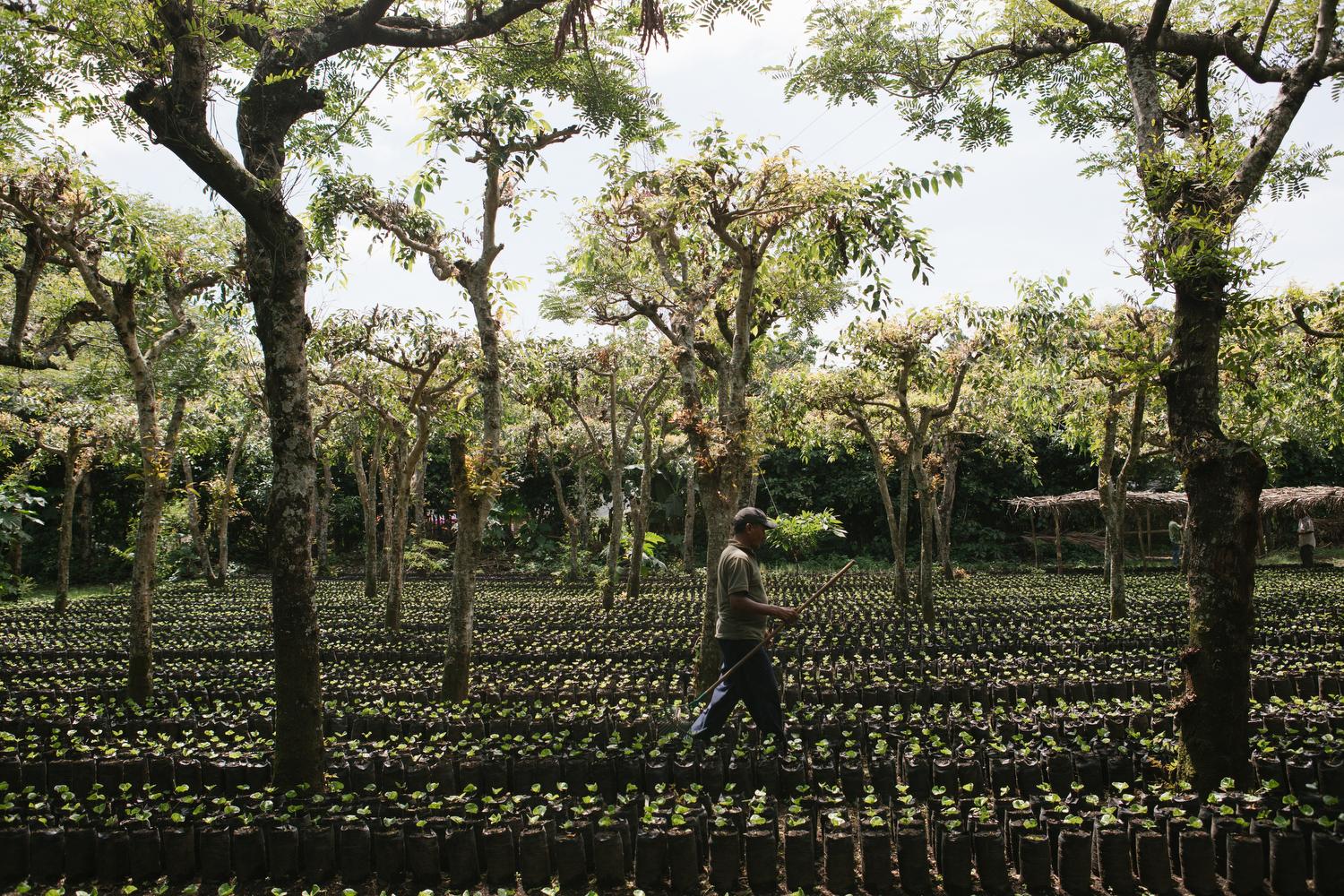 A coffee farmer tends to the nursery at the Finca San Isidro in San Isidro, El Salvador. 