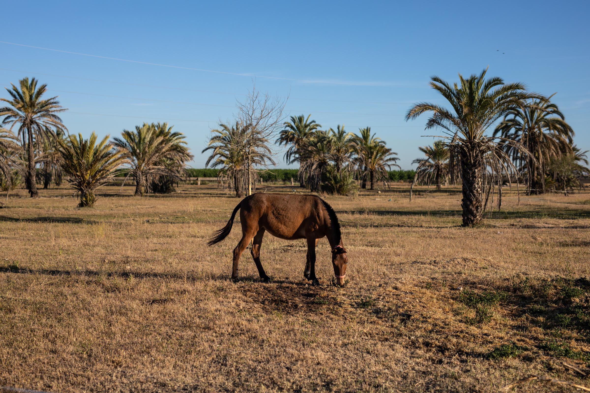 Spaniards Pray For Rain In Special Mass Amid Drought - SACRAMENTO, SPAIN - APRIL 15: A horse eats the little...