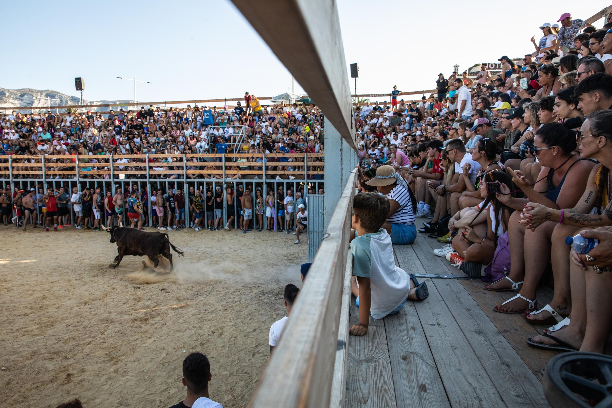 At 'Bous A La Mar', Revelers Take Plunge To Dodge Bulls And Beat The Heat - DENIA, SPAIN - JULY 17: Tourists and locals watch the...