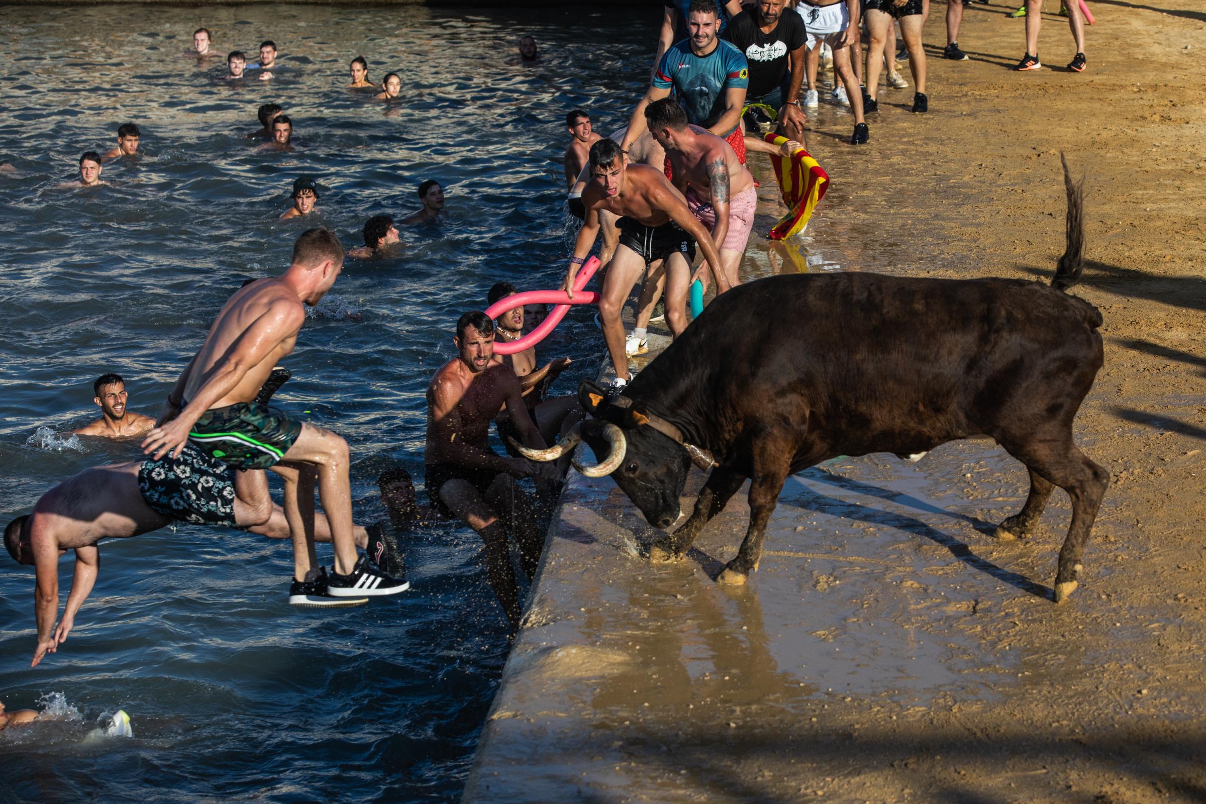 At 'Bous A La Mar', Revelers Take Plunge To Dodge Bulls And Beat The Heat - DENIA, SPAIN - JULY 17: The bull makes the participants...