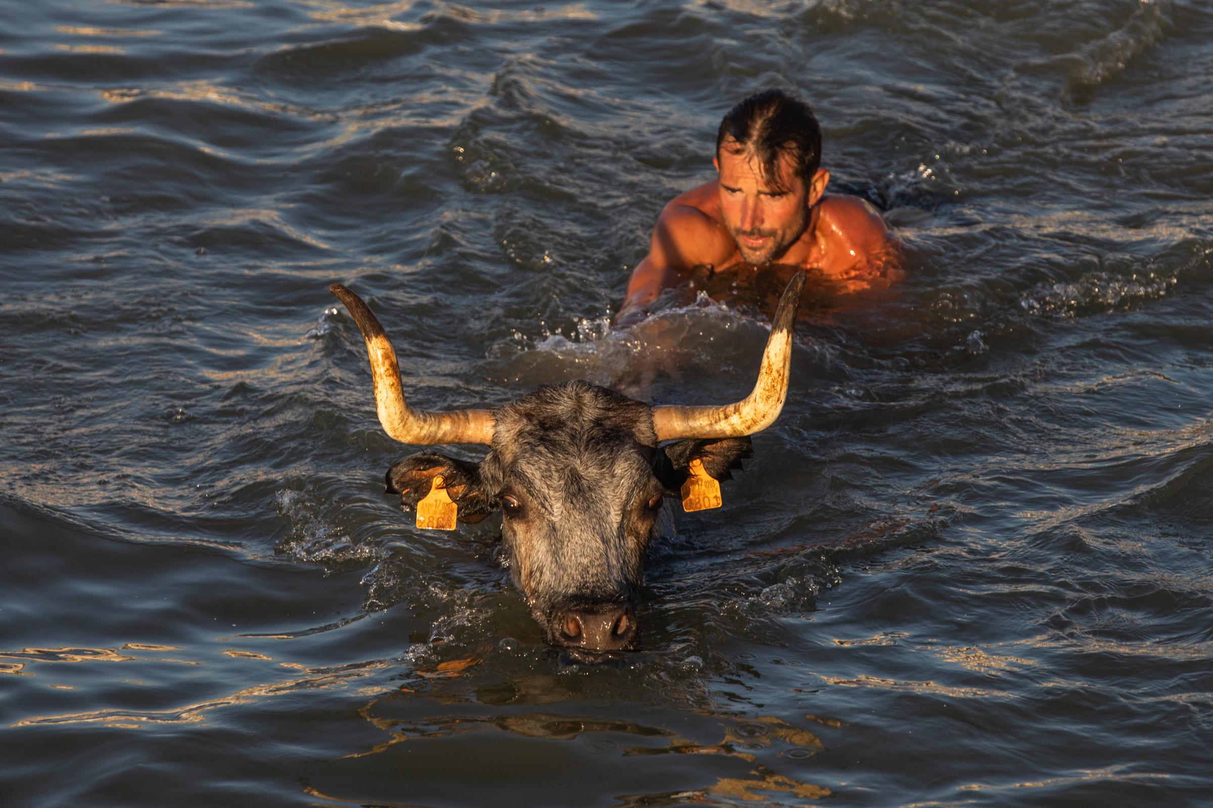 At 'Bous A La Mar', Revelers Take Plunge To Dodge Bulls And Beat The Heat - DENIA, SPAIN - JULY 17: A participant in the running of...