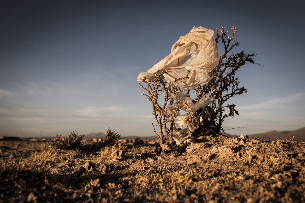 Plastic Trees Eduardo Leal