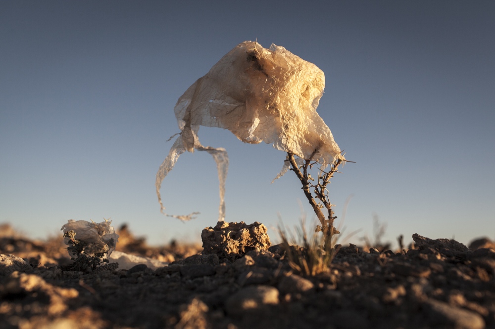 Plastic Trees Eduardo Leal