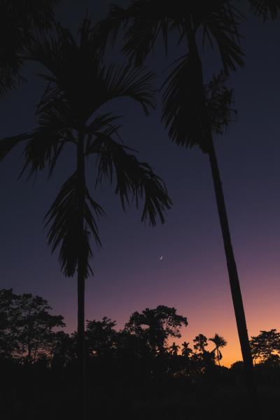 Sunset, Nameri National Park | Buy this image