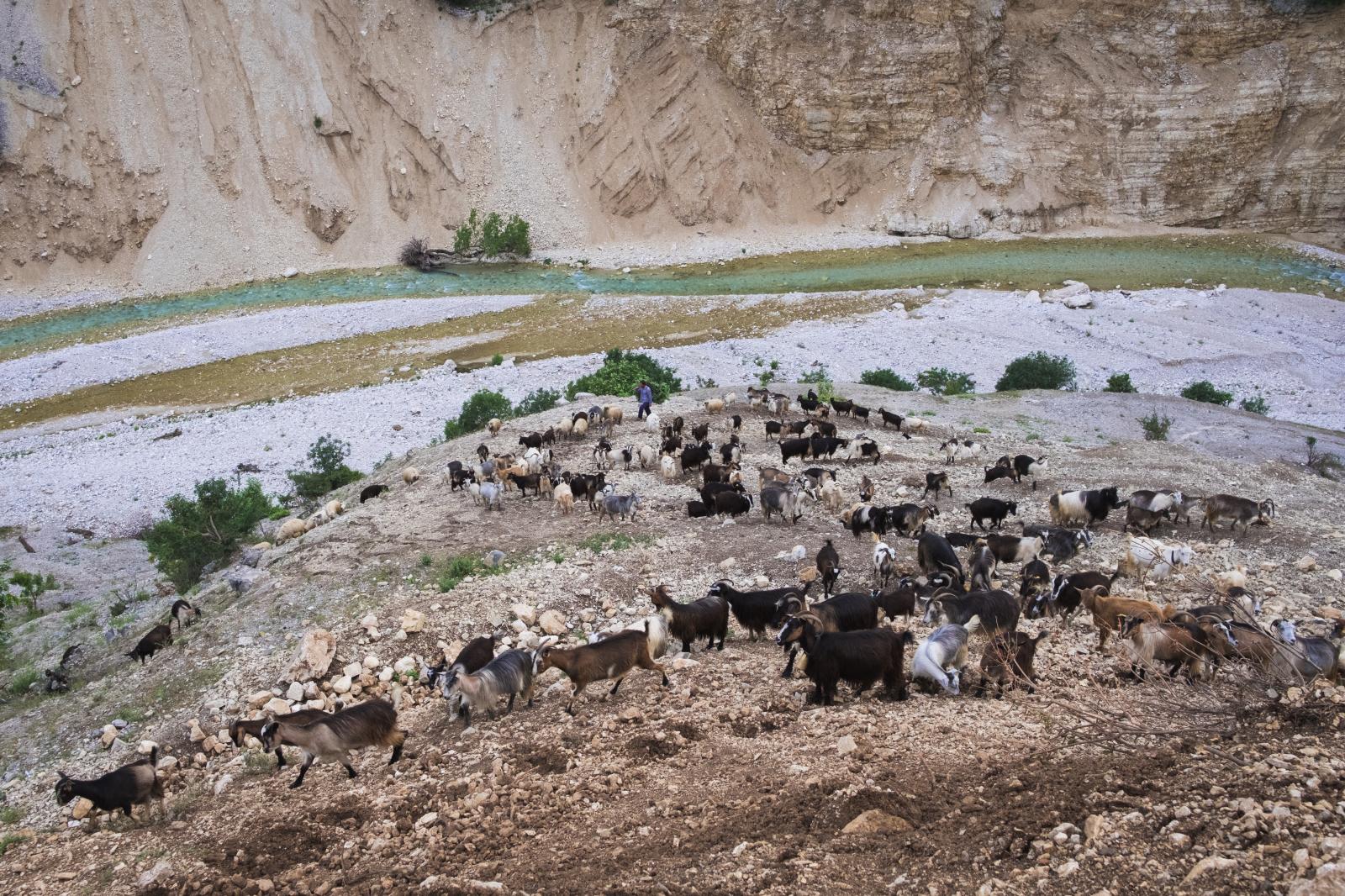 Goat Herd, Bënça