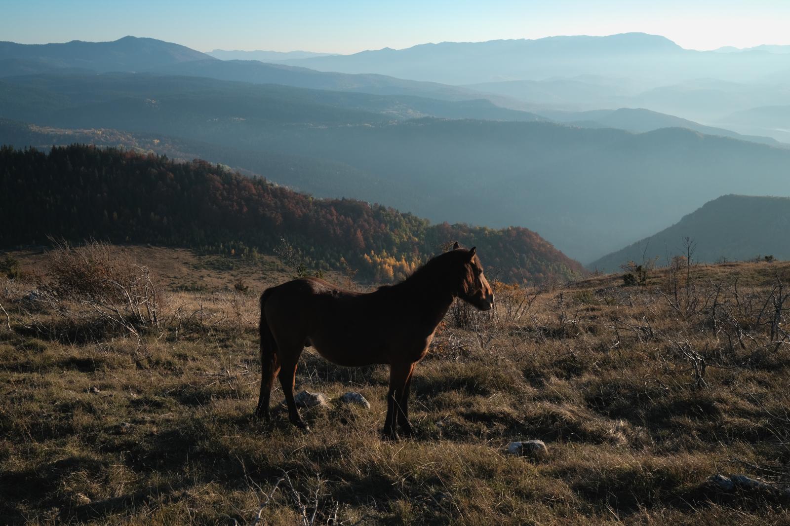 Mt.Trebević Horse