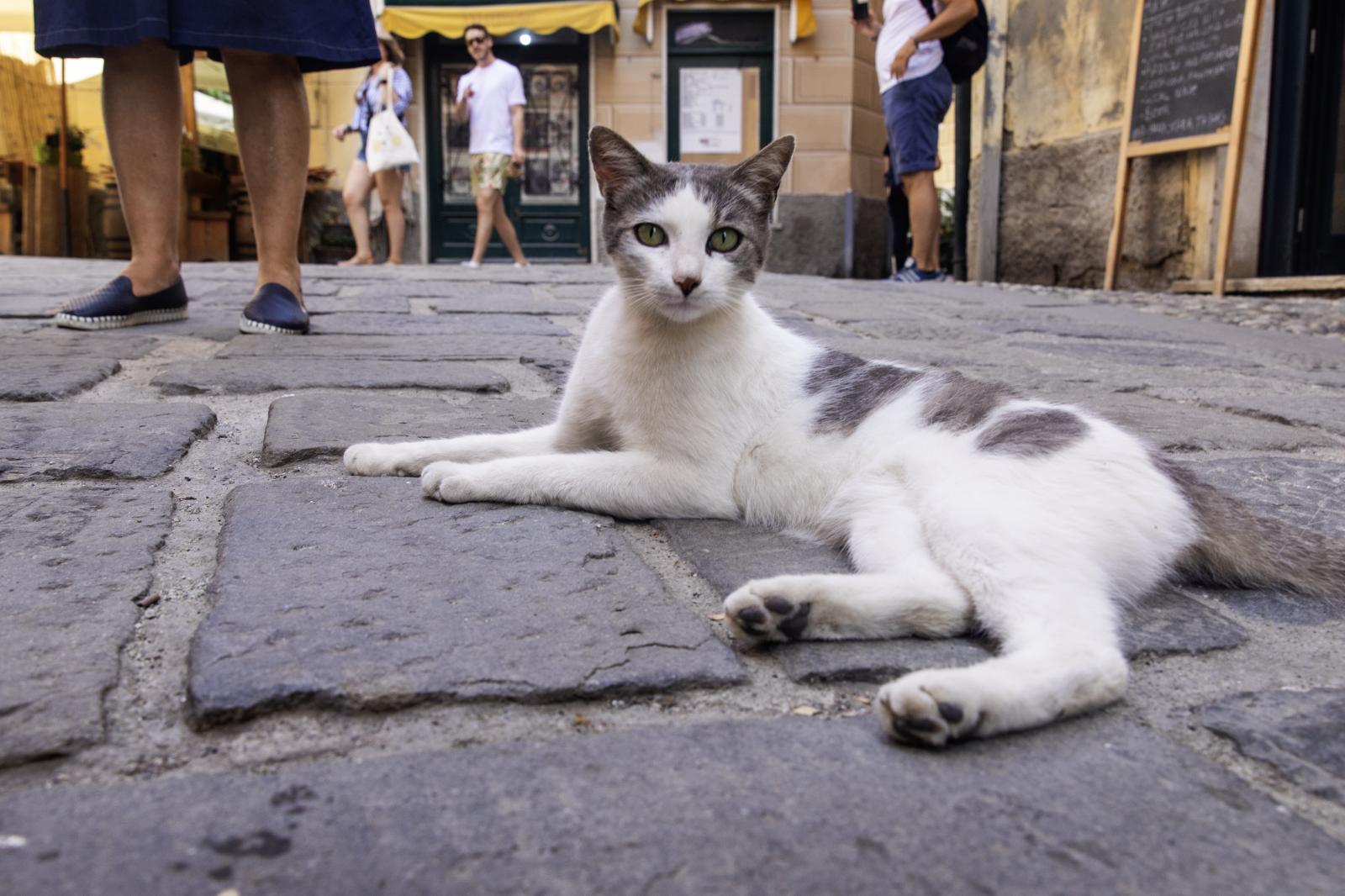 Cat in Cinque Terre | Buy this image