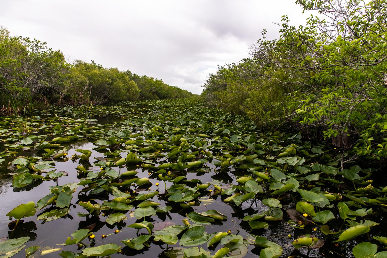 America - Everglades National Park, Florida