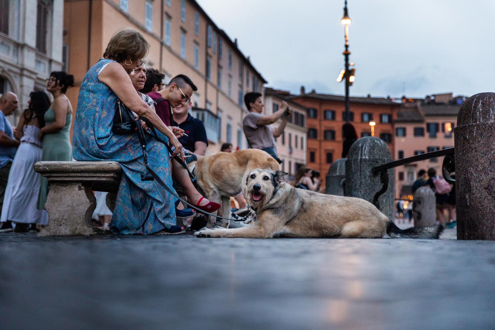 Dogs relax while owners smoke along the Piazza Navona in Rome.