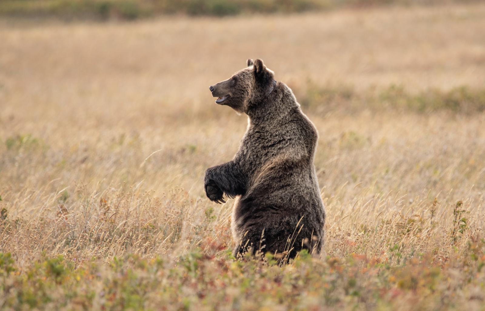 Grizzly Bear in Glacier National Park