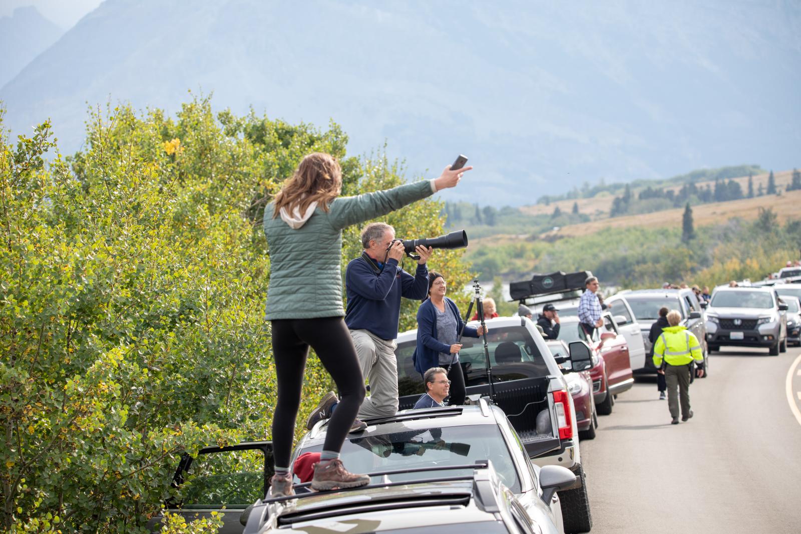 Grizzly Bear Sighting in Montana