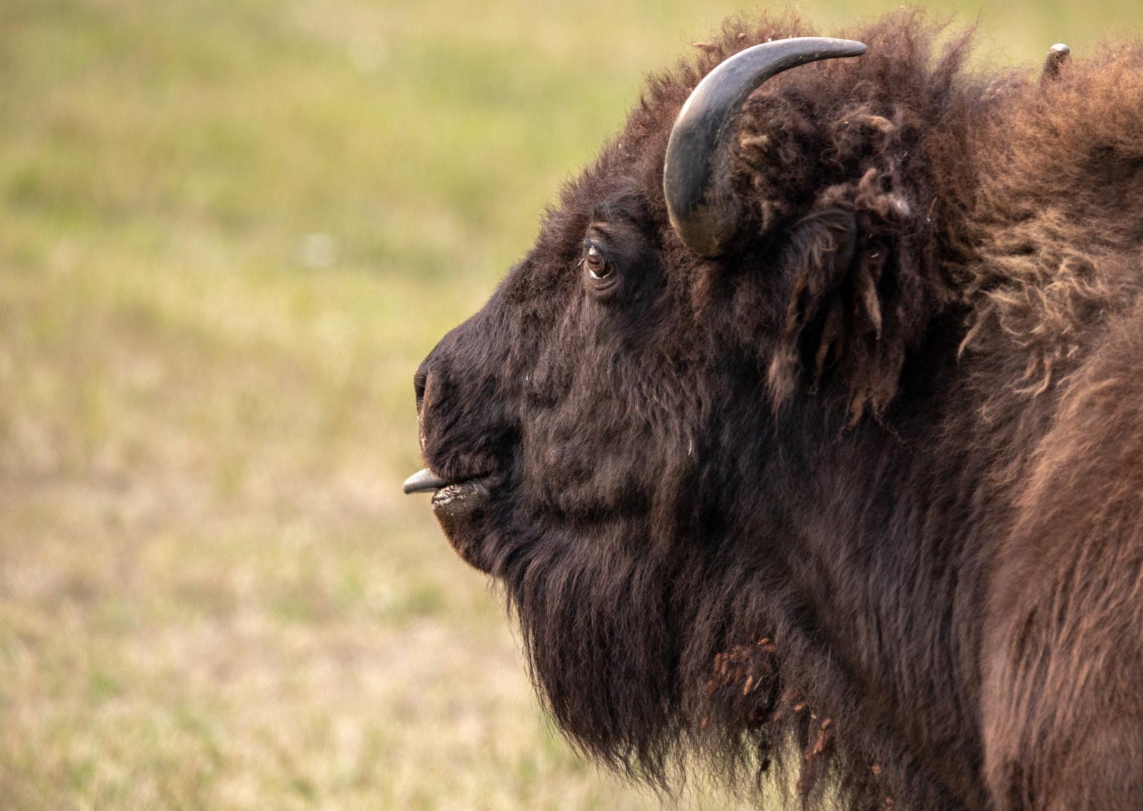 Funny Bison