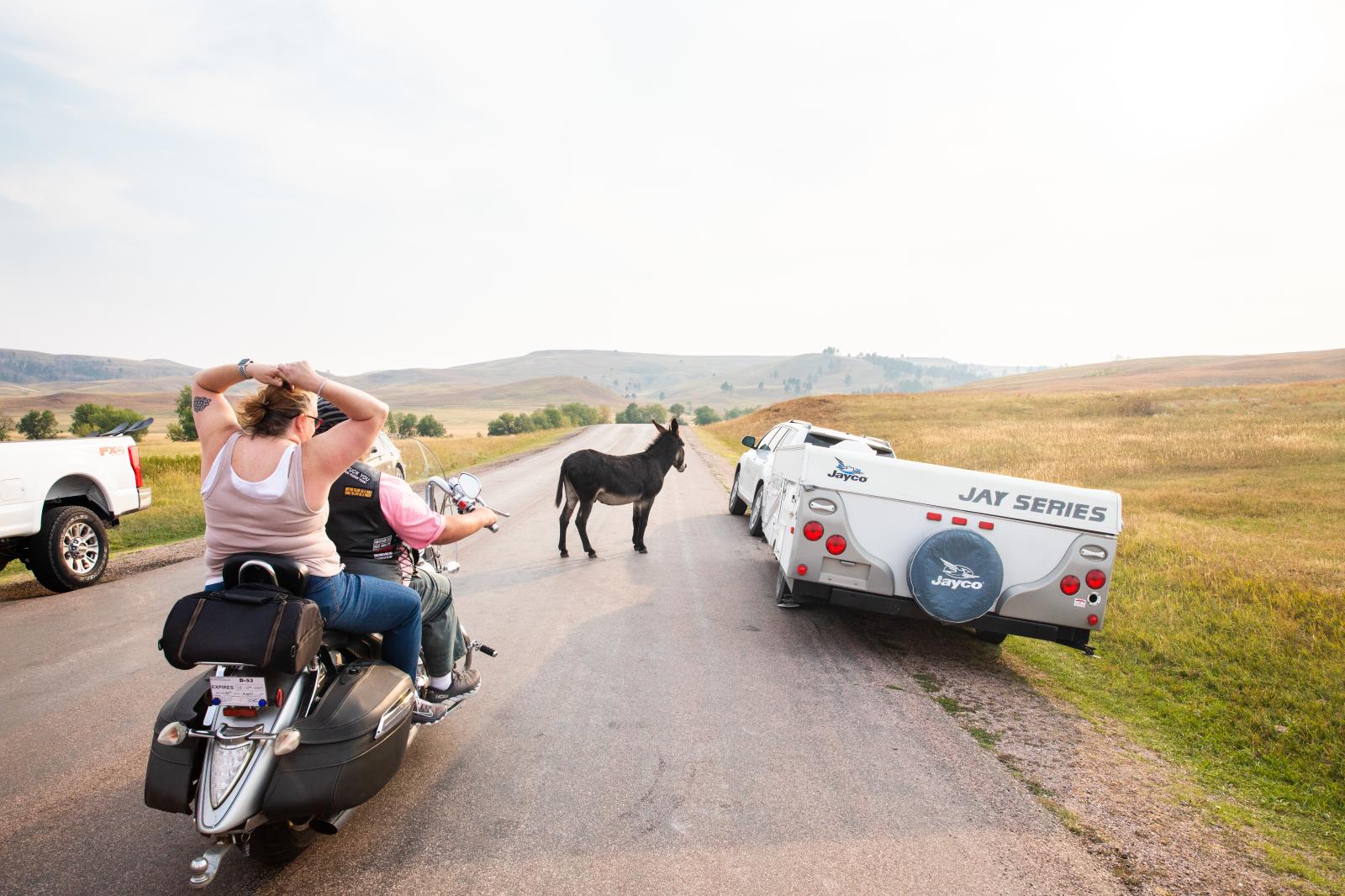 Begging Burros of Custer State Park