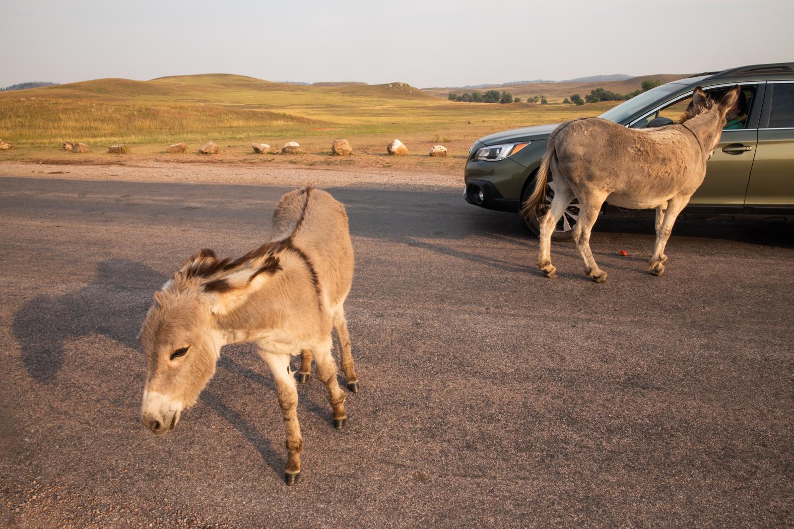 Begging Burros Along the Wildlife Loop