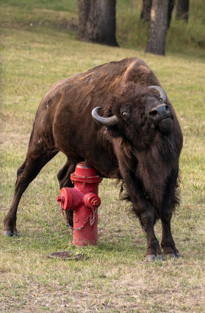 Itchy Bison