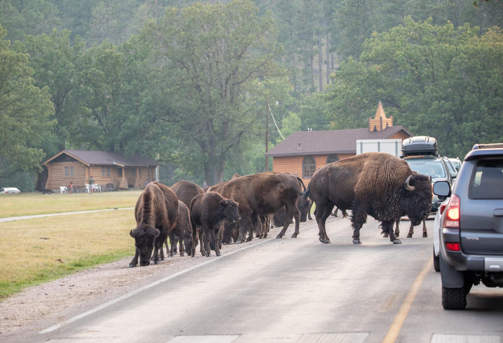 Bison Crossing