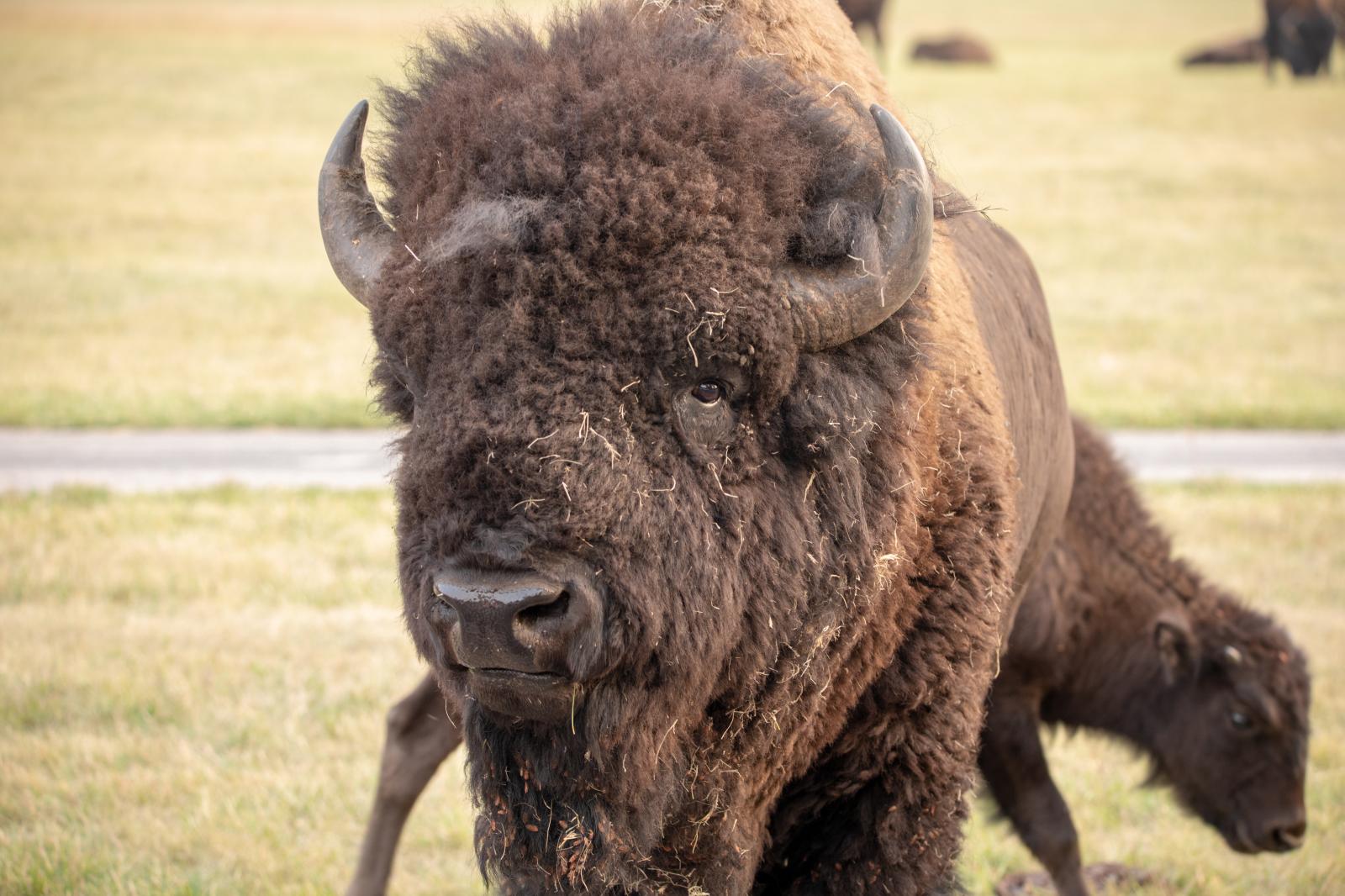 Bison Close-up