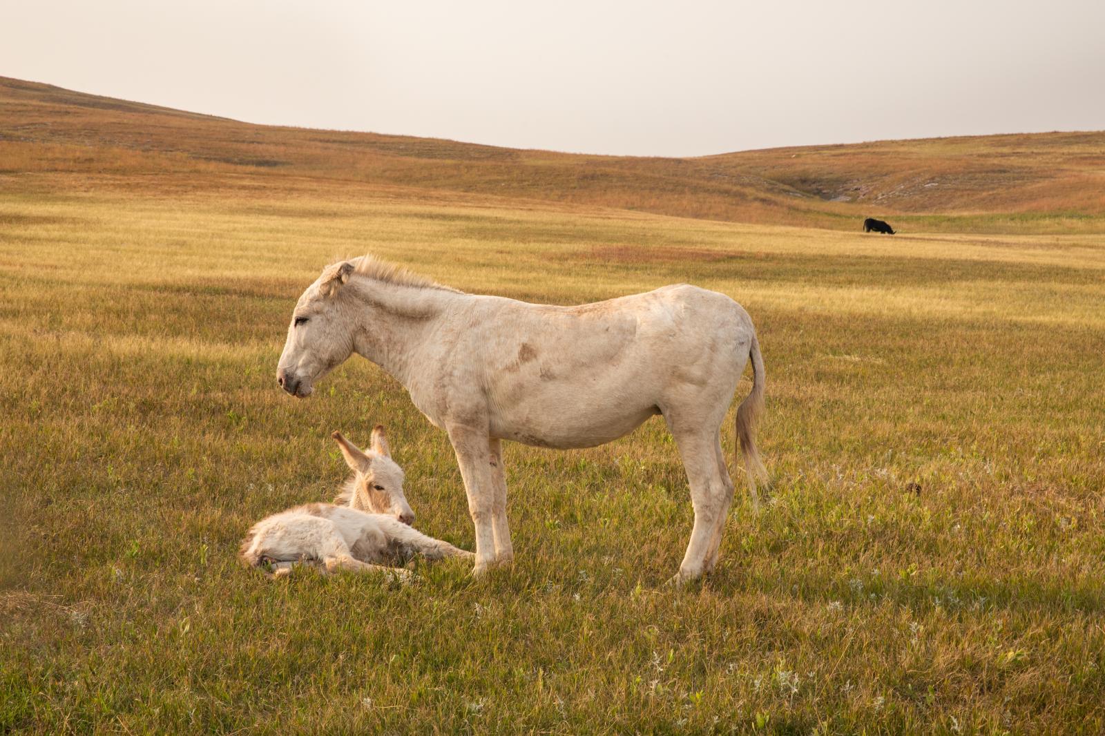 Burro and her Baby