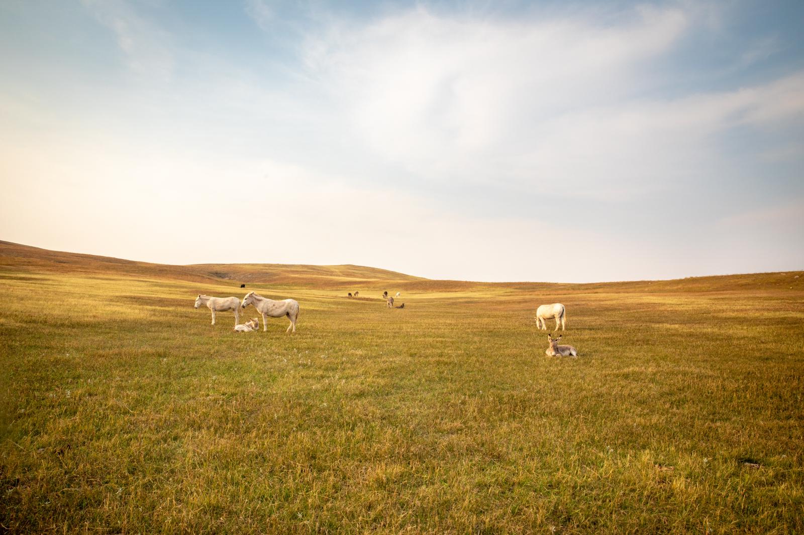 Burros of South Dakota