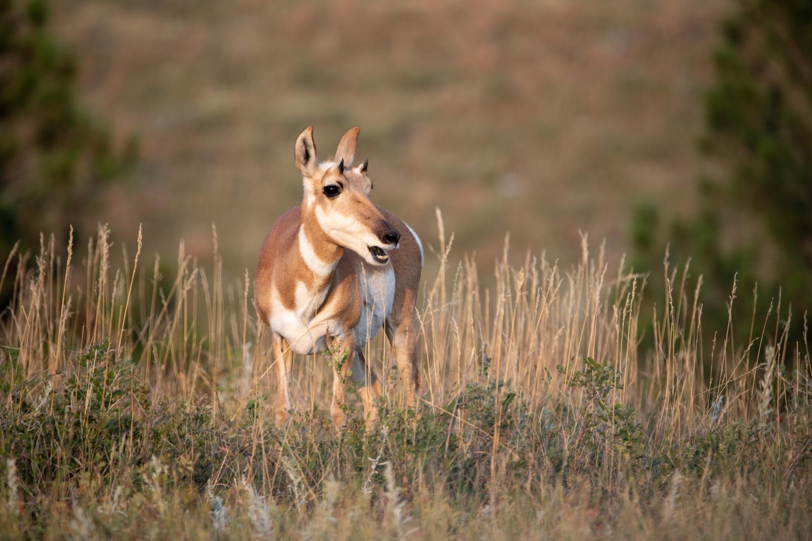 Pronghorn Antelope of South Dakota