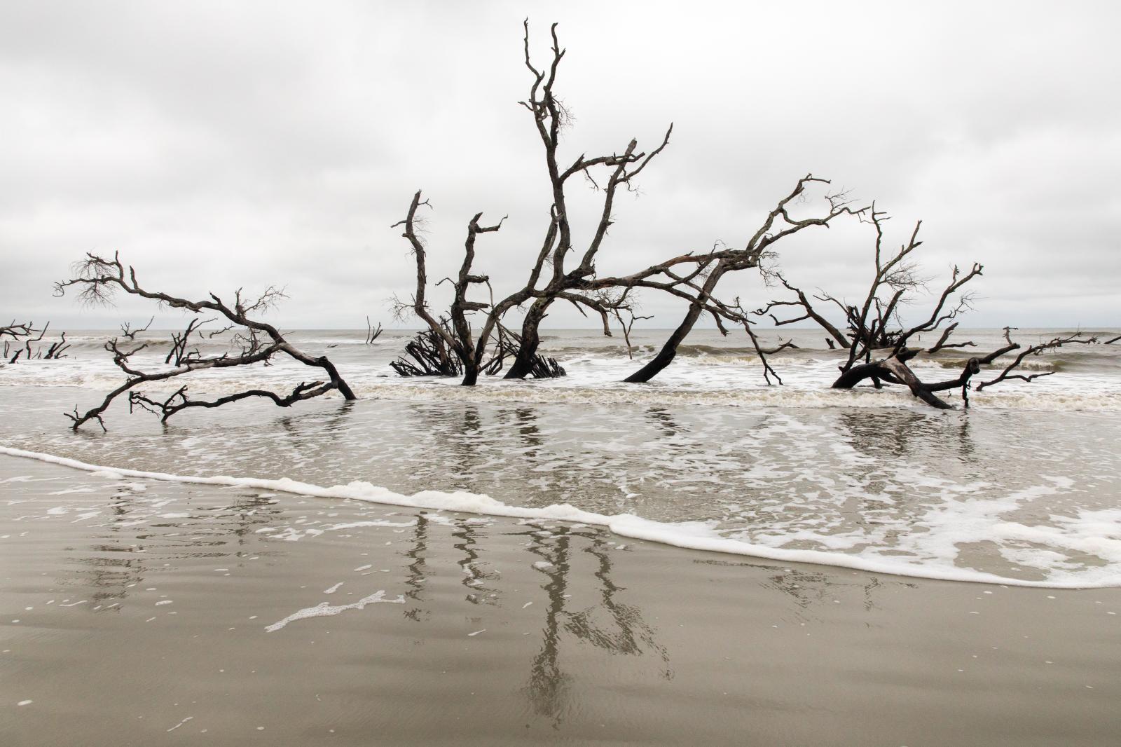 Graveyard Beach of Hunting Island