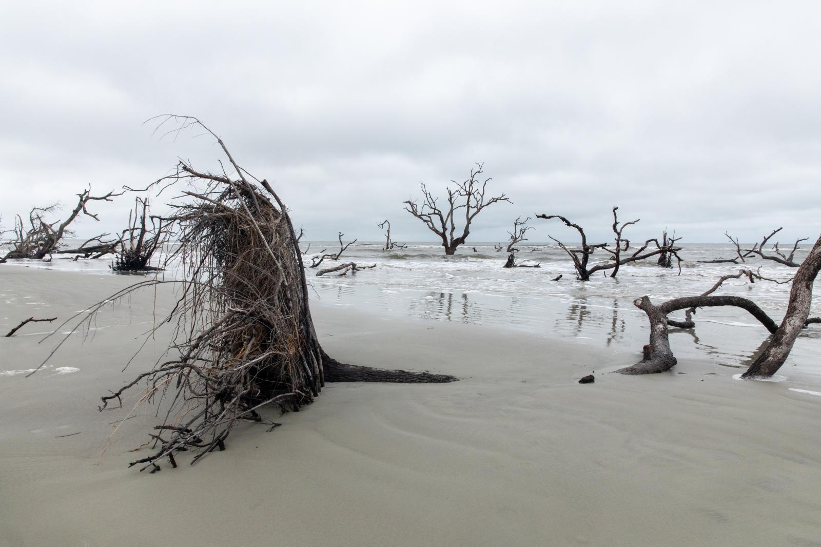 Erosion on Hunting Island, South Carolina