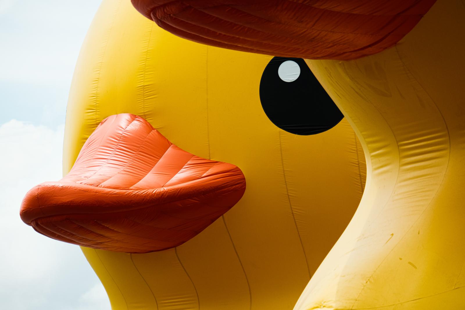 Rubber Ducks are back in Hong Kong