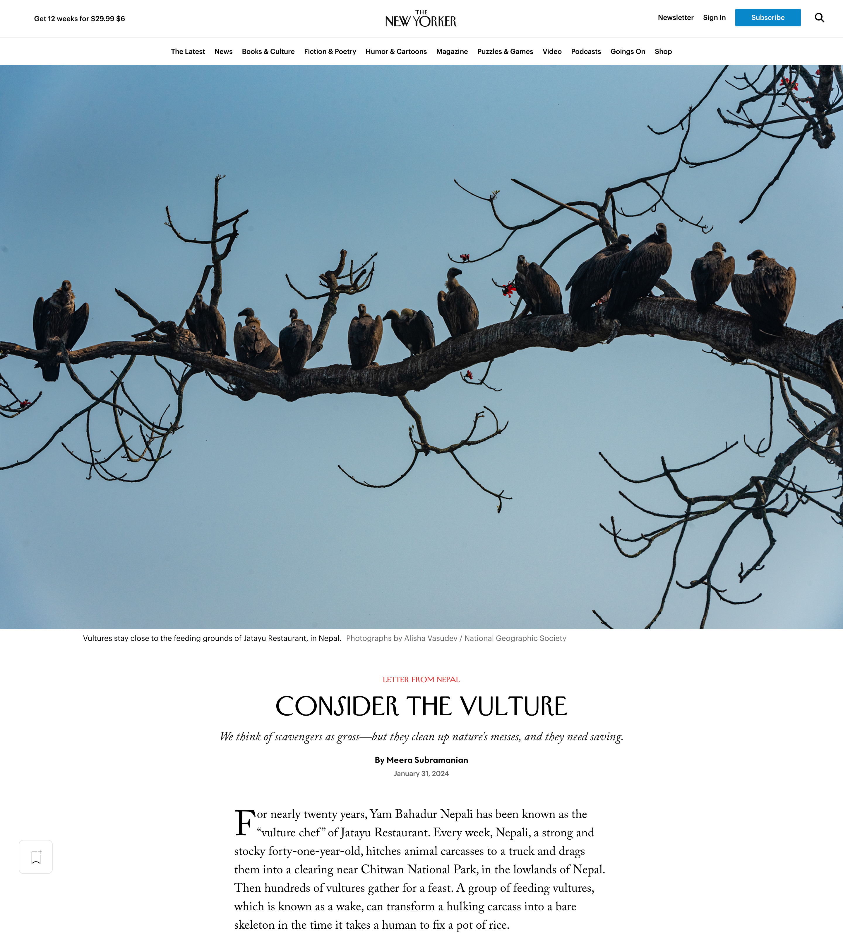 The New Yorker: Letter from Nepal:Consider the Vulture