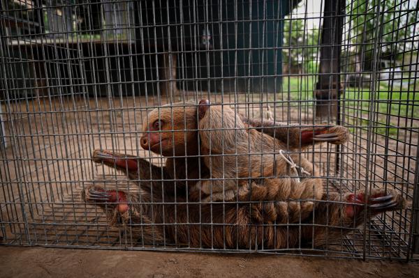 Image from Saving Animals in the Amazon