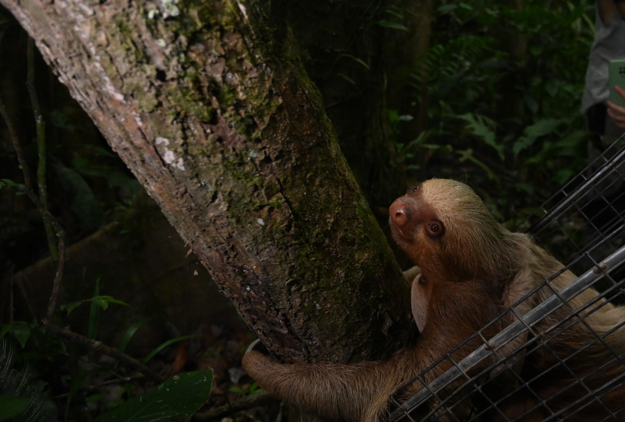Saving Animals in the Amazon
