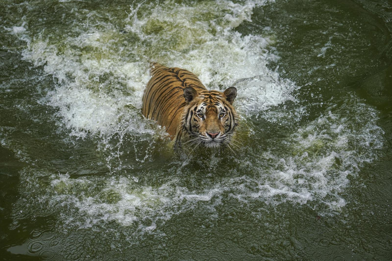 Bangladesh National Zoo | Buy this image