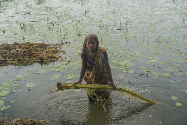 Bangladeshi Jute Farmer | Buy this image