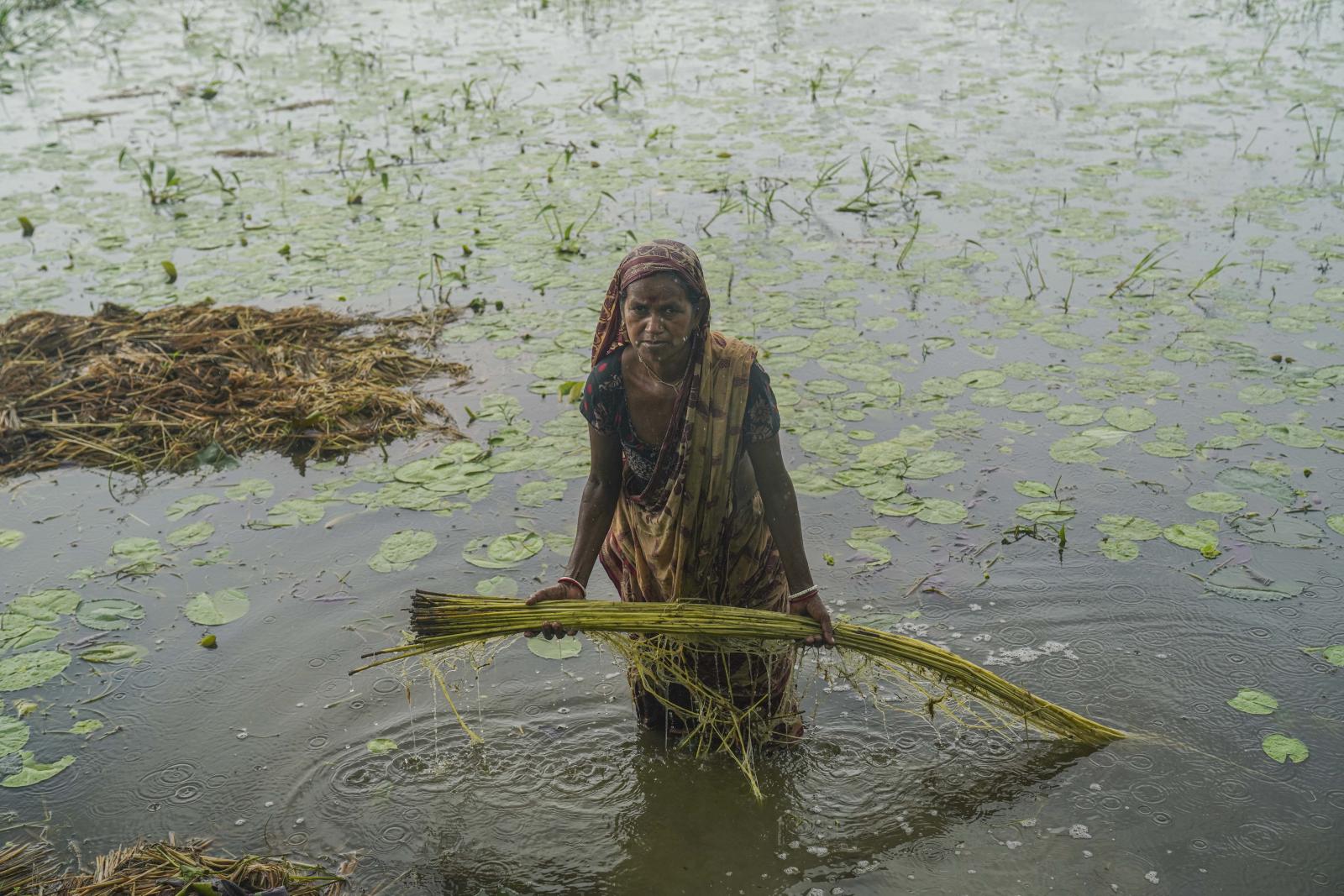 Bangladeshi Jute Farmer