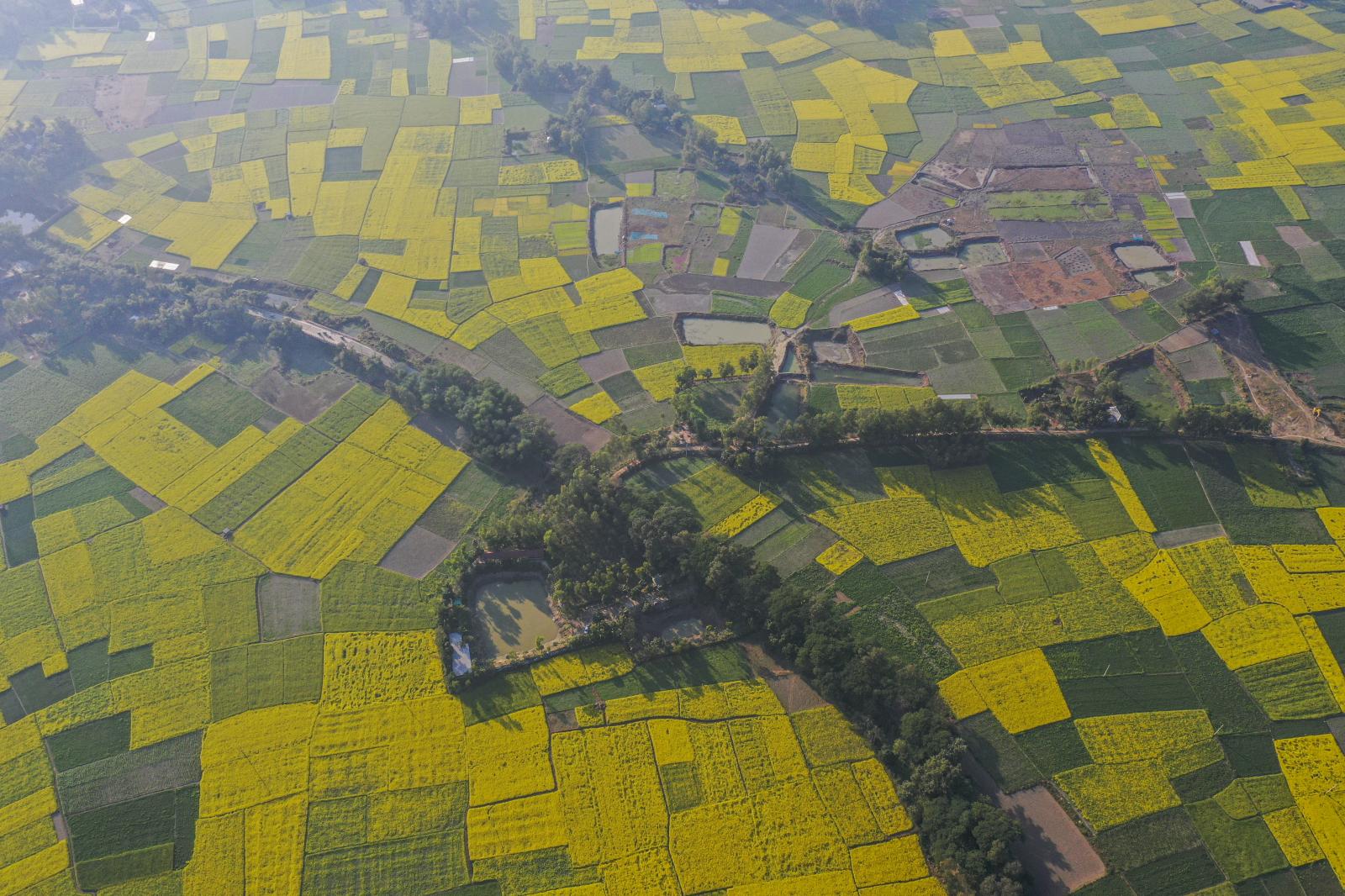 Mustard Filed in Manikganj.