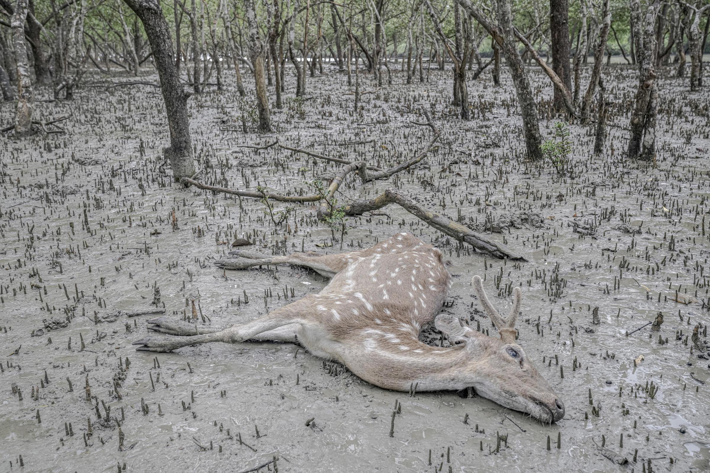 Salt Water's Roar -  The body of a deer lies in the mud deep inside the...