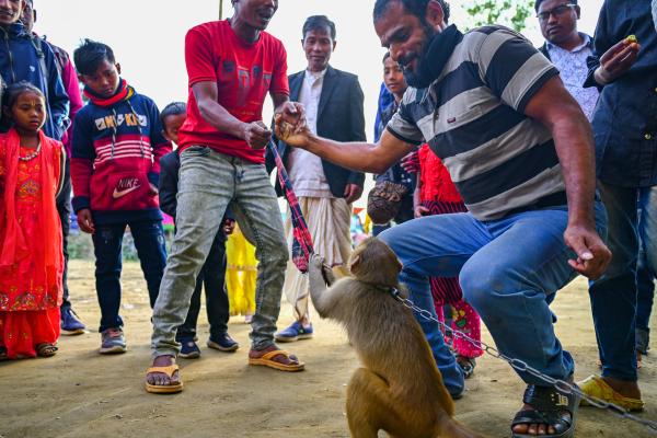 Image from Traditional Circus of Bangladesh -  A monkey performing in a Circus in front of a sparse...