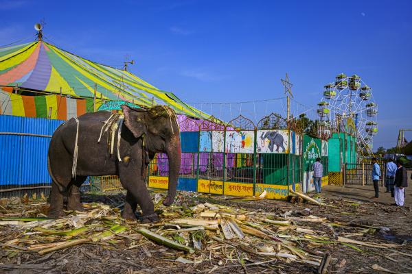 Image from Traditional Circus of Bangladesh -  An elephant in front of a circus tent, before a...
