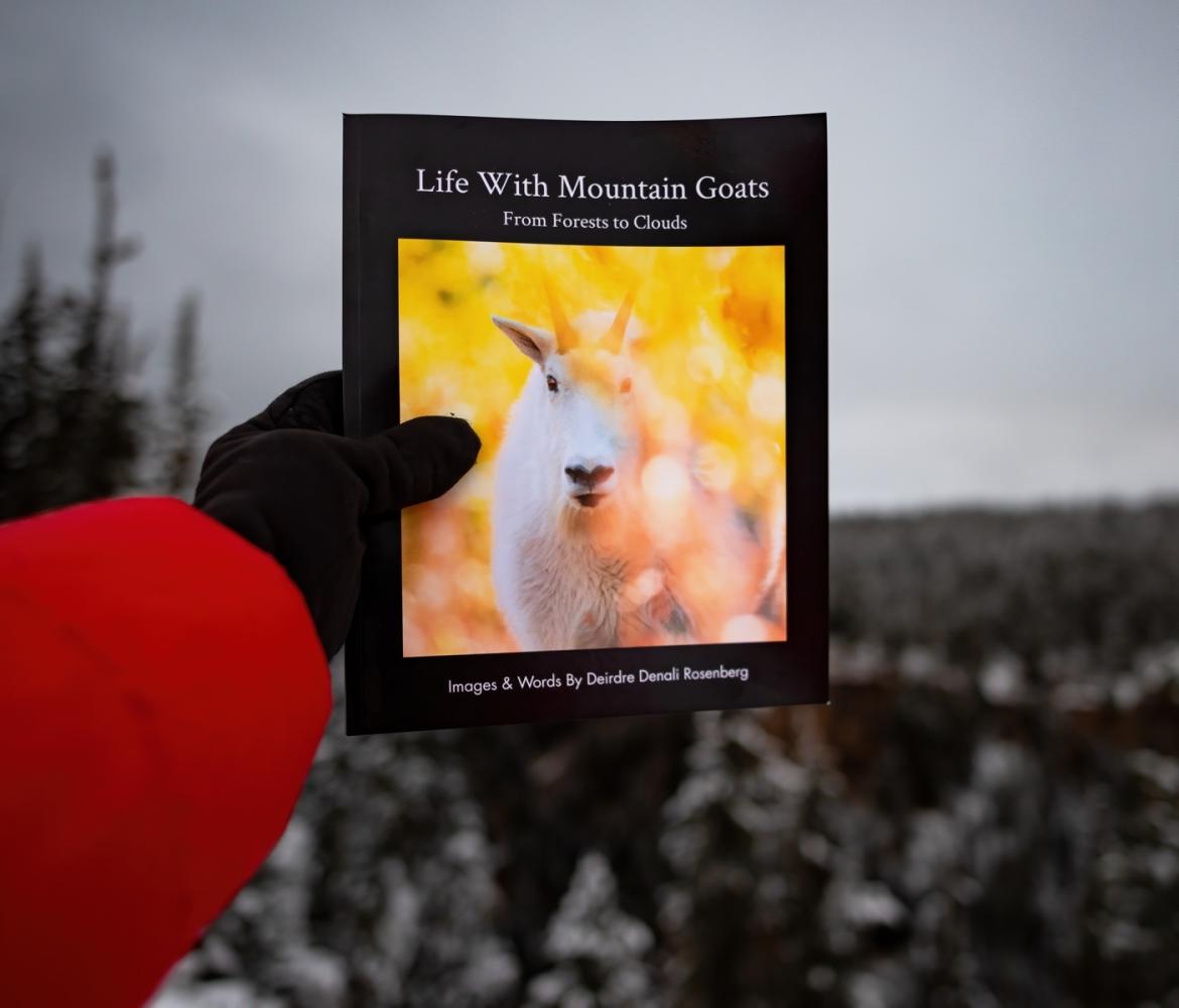 Book Release! Life With Mountain Goats: From Forests To Clouds by Deirdre Denali Rosenberg 