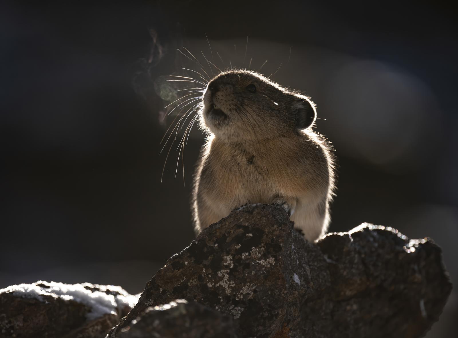 An American Pika on a cold alpi...r climate change are concerned.