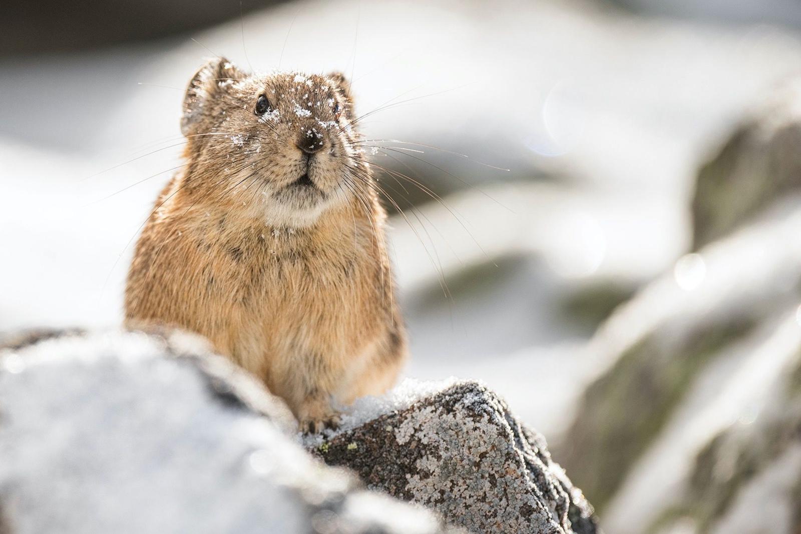 Conservation Photographer and Researcher Focuses on Pikas