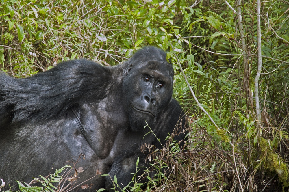 MUGARUKA, WARRIOR GORILLA SURVIVING THE DRC by tish lampert