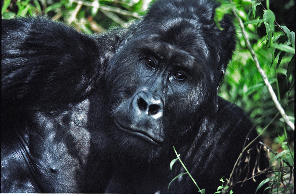 MUGARUKA, WARRIOR GORILLA SURVIVING THE DRC by tish lampert