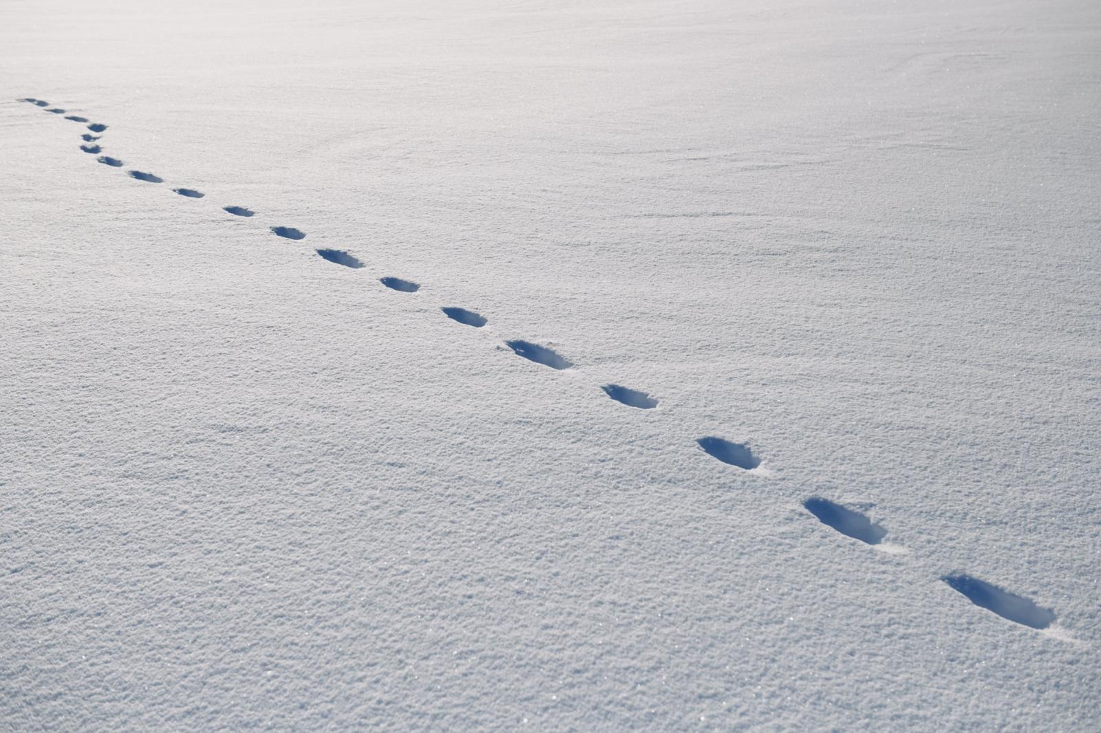 Lynx tracks in the snow at a hu...of the Dene people in the area.