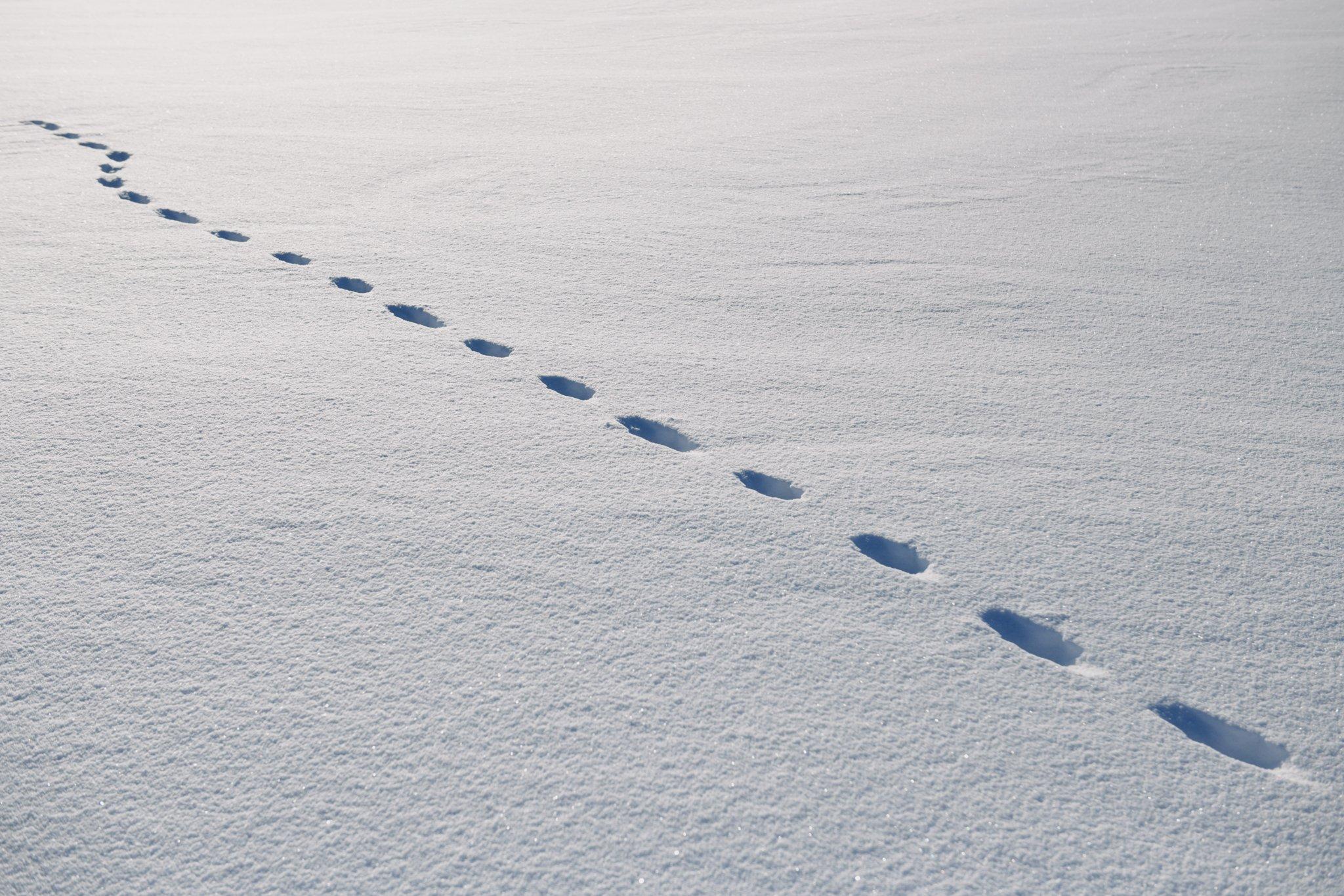The Last Trappers - National Geographic - Lynx tracks in the snow at a hunting and trapping camp...