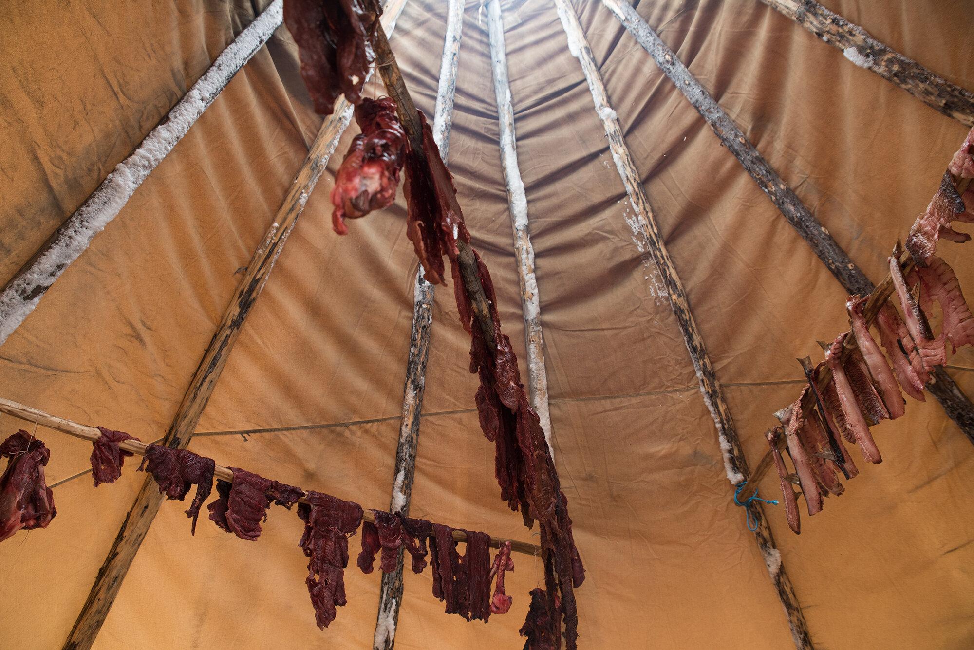 Pandemic Plan - The New York Times - Caribou meat and fish hang and dry inside of a teepee at...