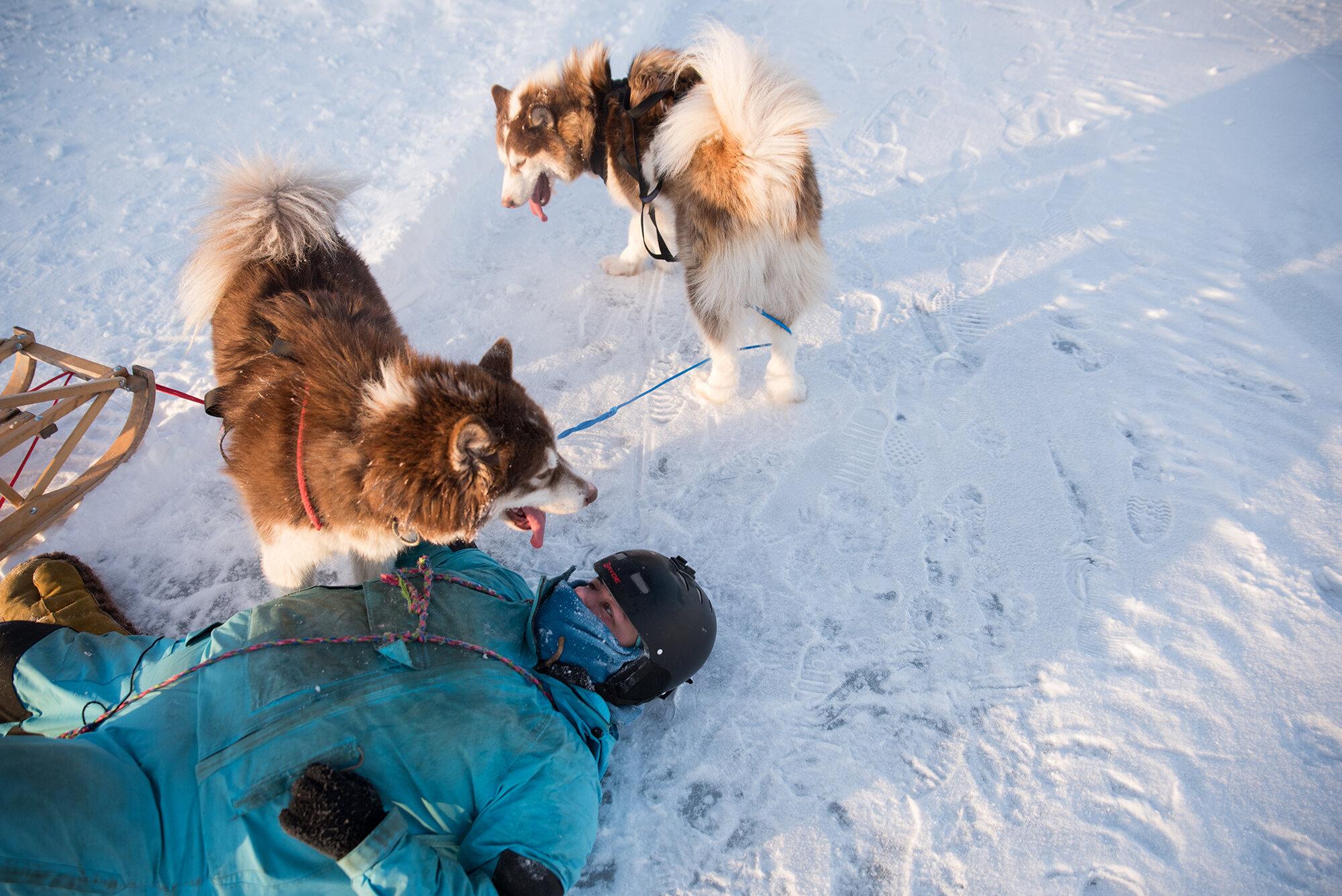 Pandemic Plan - The New York Times - Miranda Currie plays with her Inuit huskies after a...