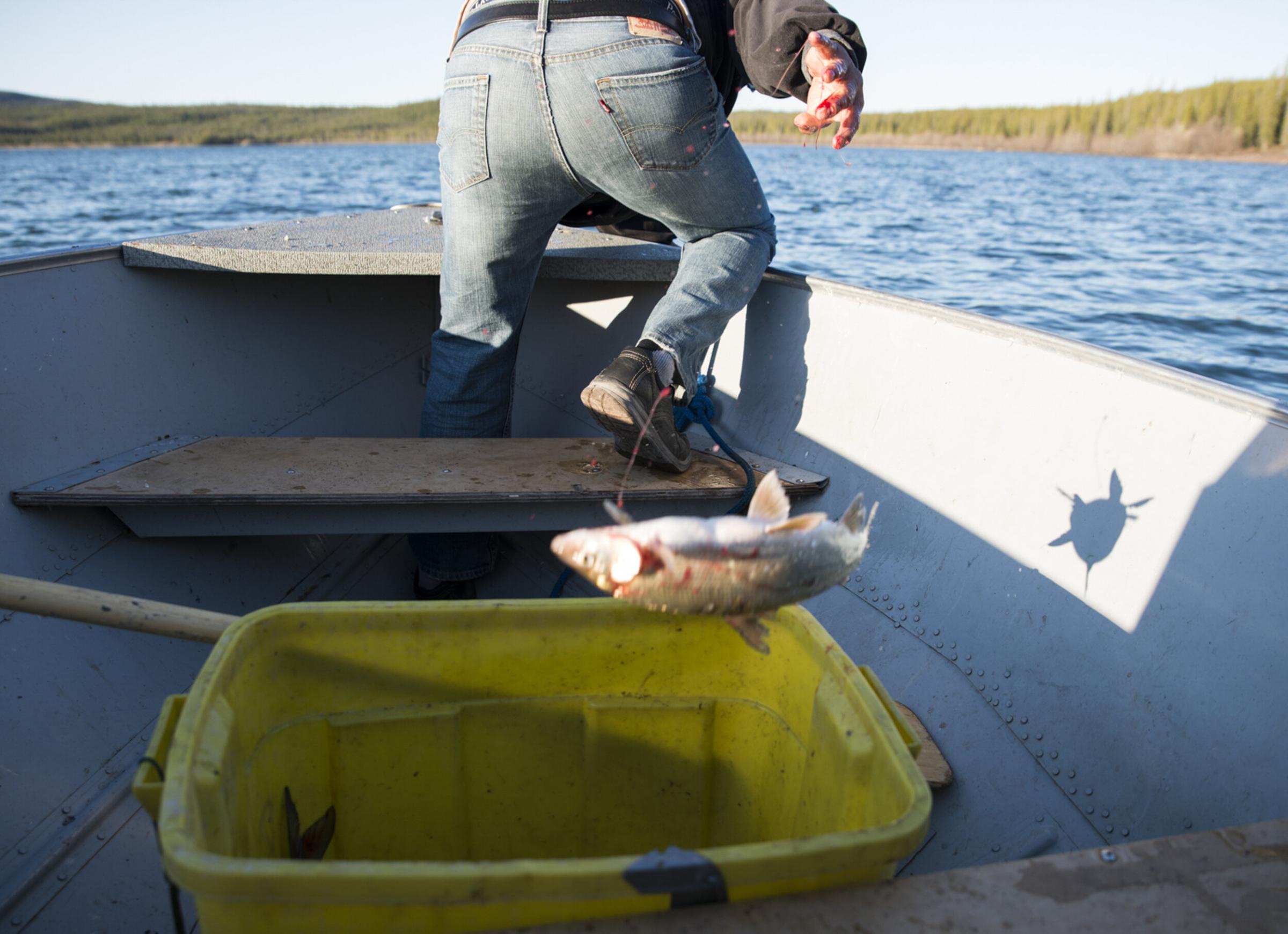 Land of The Ancestors - Ron Desjarlais tosses a whitefish into a bucket while...