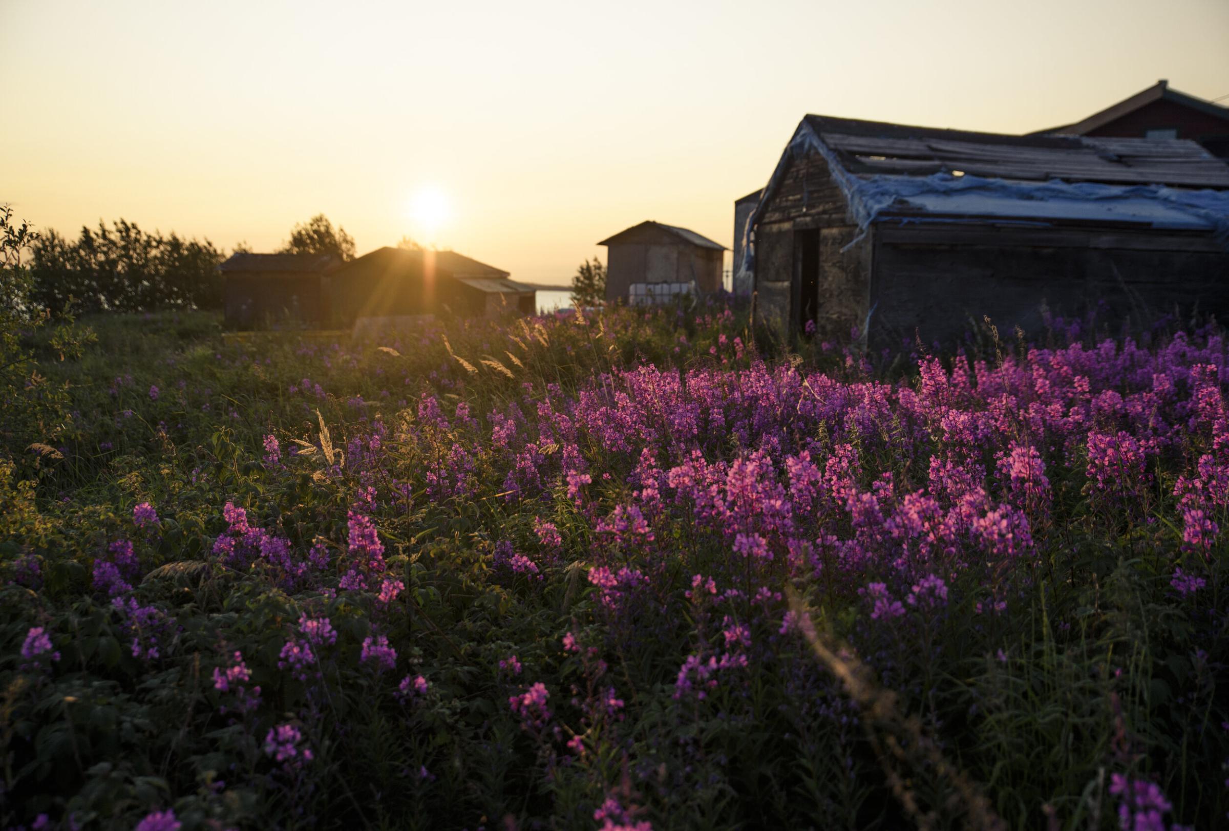 Land of The Ancestors - The sunset lights up a patch of fireweed in Łutsel...